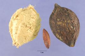   Fruit, seed:   Terminalia catappa ; Photo by S. Hurst, USDA-NRCS Plants Database
